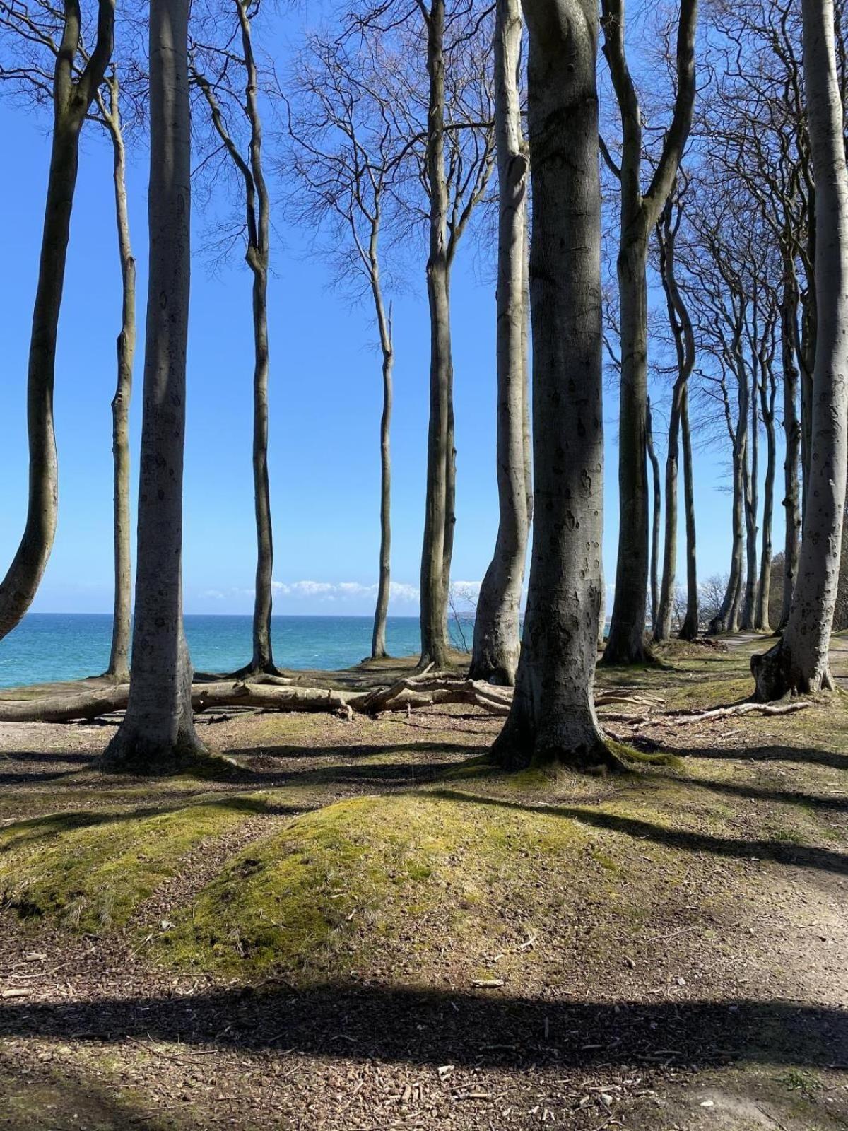 Residenz-Strandstrasse-14-Wohnung-16 Ostseebad Kühlungsborn Eksteriør billede